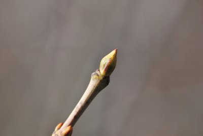 Staphylea pinnata - klokoč zpeřený - zimní pupeny